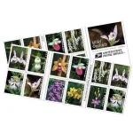 Wild Orchids Forever First Class Postage Stamps3