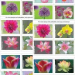 USPS Garden Beauty Forever First Class Postage Stamps-3